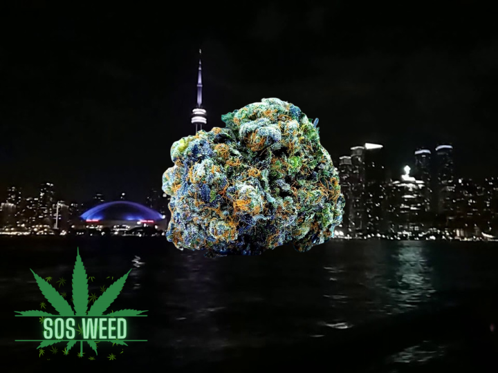 Black Gas AAAA Hybrid Indica